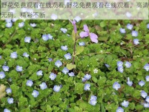 野花免费观看在线观看,野花免费观看在线观看，高清无码，精彩不断