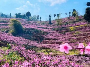 三生三界盛宴，桃花仙境5月2日11时火热开服活动启幕