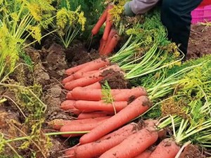 挤牛奶和拔萝卜能同吃吗(挤牛奶和拔萝卜能同吃吗？营养师：需注意食用方式和个人体质)