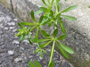 爱草网 爱草网：你真的了解植物吗？