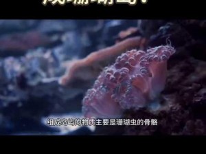 珊瑚岛炸虫干：海洋美食制作全解析