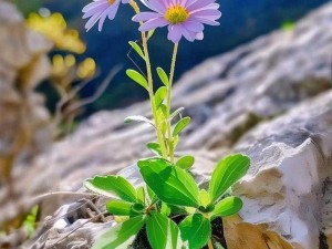 野花视频在线观看免费 野花视频在线观看免费，海量资源，高清画质，无广告骚扰