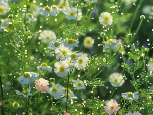 野花视频免费看【野花视频免费看，无广告骚扰，畅享纯净视觉体验】