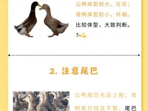 鸭子AV永久网站【鸭子 AV 永久网站，你懂得】