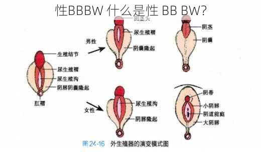 性BBBW 什么是性 BB BW？