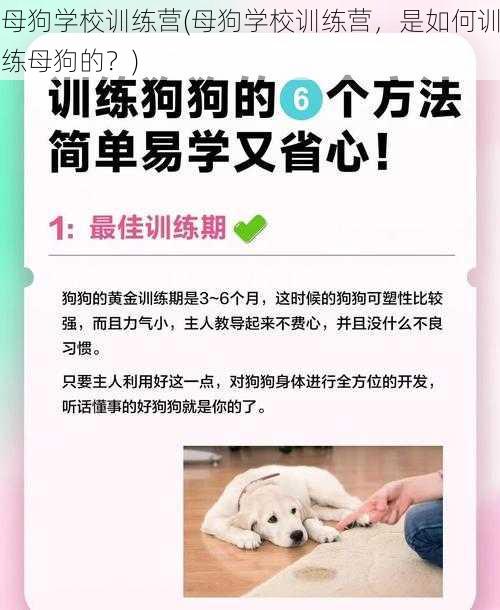 母狗学校训练营(母狗学校训练营，是如何训练母狗的？)