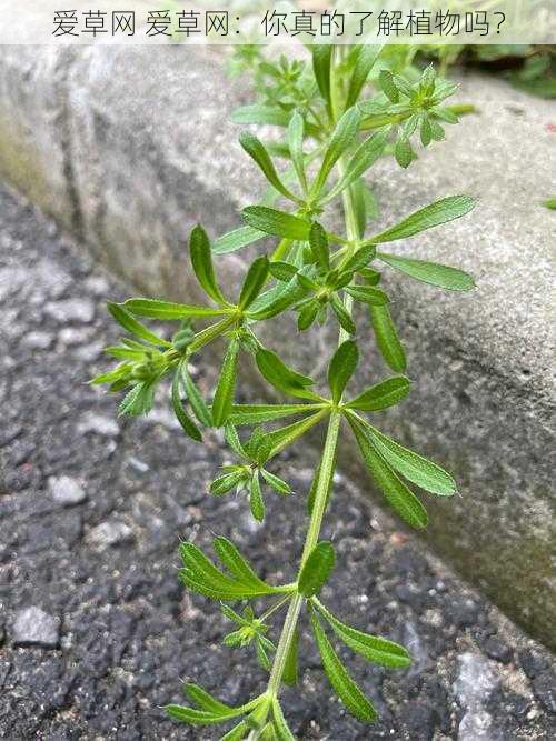 爱草网 爱草网：你真的了解植物吗？