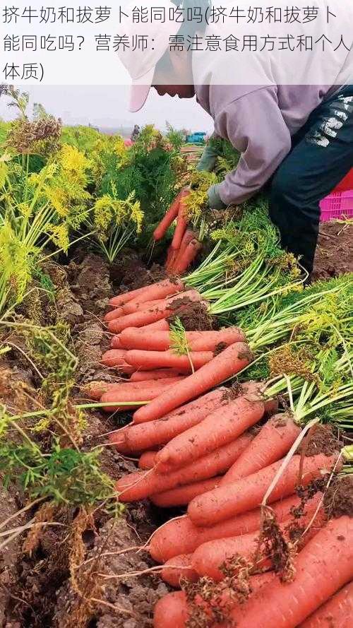 挤牛奶和拔萝卜能同吃吗(挤牛奶和拔萝卜能同吃吗？营养师：需注意食用方式和个人体质)