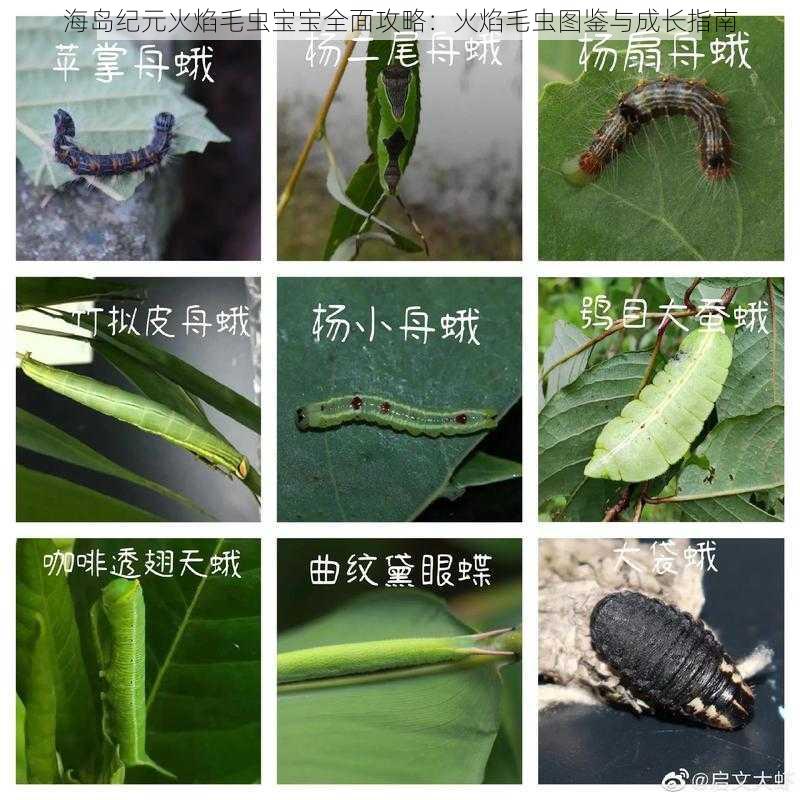 海岛纪元火焰毛虫宝宝全面攻略：火焰毛虫图鉴与成长指南